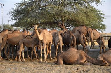 04 Camel_Farm,_Bikaner_DSC2762_b_H600